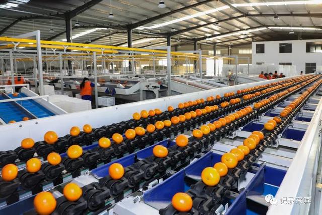 直擊來(lái)賓市大型柑橘全自動(dòng)化分揀現(xiàn)場(chǎng)!這里的水果多數(shù)遠(yuǎn)銷(xiāo)海外!" href="